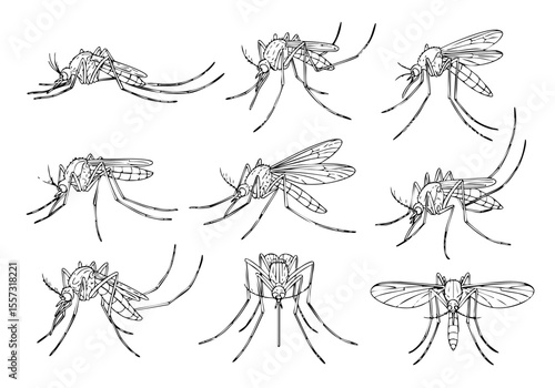 Detailed Ink Sketch Mosquito Insect Pests Infestation Line Art Illustration