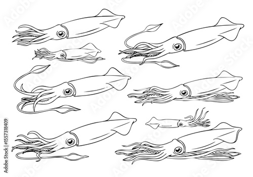 Detailed Line Drawing Squid Aquatic Animals Ocean Creatures Illustration