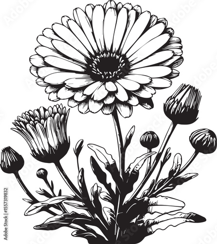 Ringelblume, Calendula officinalis, procreate digital drawing, line art, botanical illustration black vector illustration