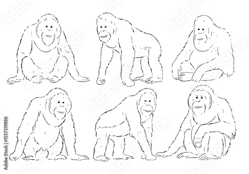 Handdrawn Contour Orangutan Various Position Wildlife Mammal Animal Illustrations Set