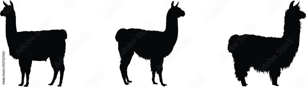 Fototapeta premium Llama silhouette, farm animal vector, outline illustration, alpaca icon, black and white design