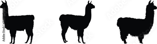 Llama silhouette, farm animal vector, outline illustration, alpaca icon, black and white design
