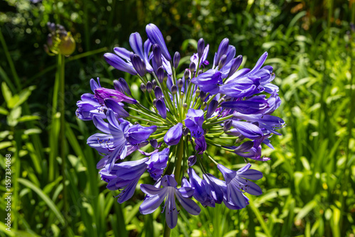 Südafrikanische Schmucklilie (Agapanthus praecox)