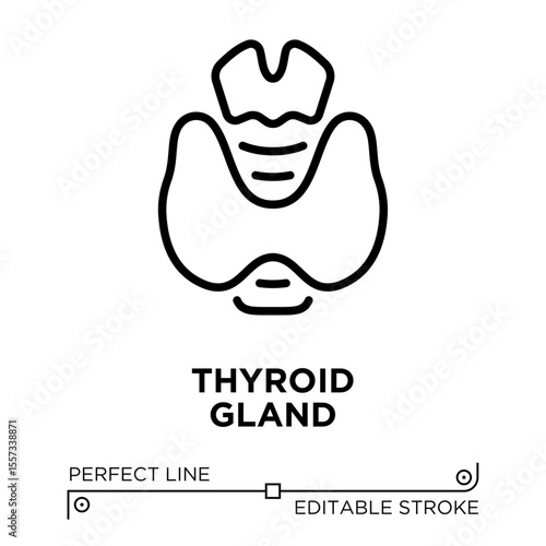 The line icon vector illustrates the butterfly shaped endocrine gland located at the front of the neck. The line icon is isolated on a transparent background and can be edited as needed