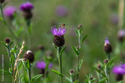 Photography A hoverfly perched on the purple flower of common knapweed with copy space and a blurred background