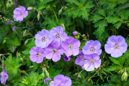Beautiful light purple geranium flowers blooming in the garden.