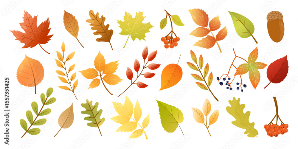 Fototapeta premium Set of colorful autumn leaves and berries. Fall leaves, maple, acorn, oak, birch and rowan. Fall foliage. Botanical vector illustration, cartoon. isolated on white background.