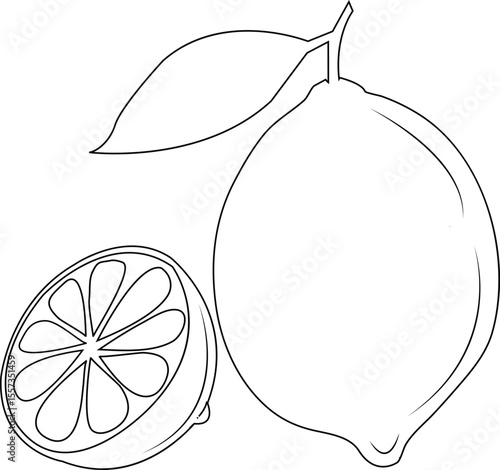 Lemon Slice Line Art Illustration