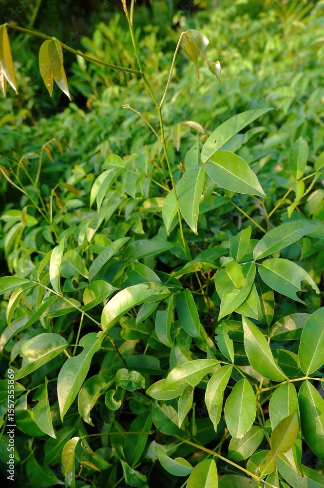 Fototapeta premium Wild Undergrowth Plants with Dense Green Leaves in Shade