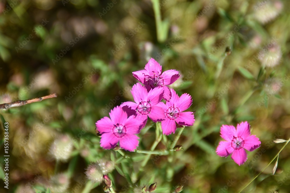 Maiden pink flowers are blossoming in nature in bright summer day. Maiden pink flowers are blossoming in nature in bright summer day.