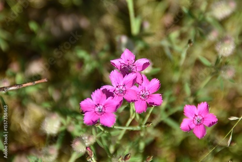 Maiden pink flowers are blossoming in nature in bright summer day.