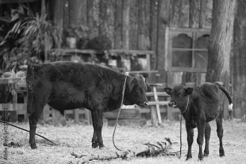 Cow parent and child in monochrome