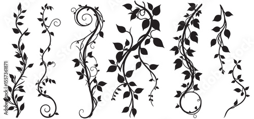 silhouette Ivy flower set, Ivy Vector, climbing ivy creeper branch isolated on white background vector