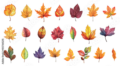 Watercolor set of autumn leaves png. Various leaves from trees in yellow, green, red and orange colors. October and November concept. Autumn nature elements. Vector illustration.