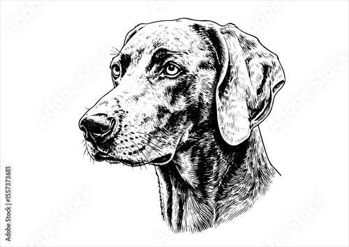 weimaraner dog pet portrait engraving intricate retro hand drawn style line art black and white vector illustration, isolated on white background