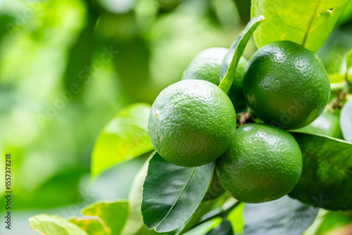 Wallpaper Mural Green lemons is citrus  fruits on a branch with nature background. Green Lemons tree in the garden with daylight. Fresh green lime fruit hanging from branch. Torontodigital.ca