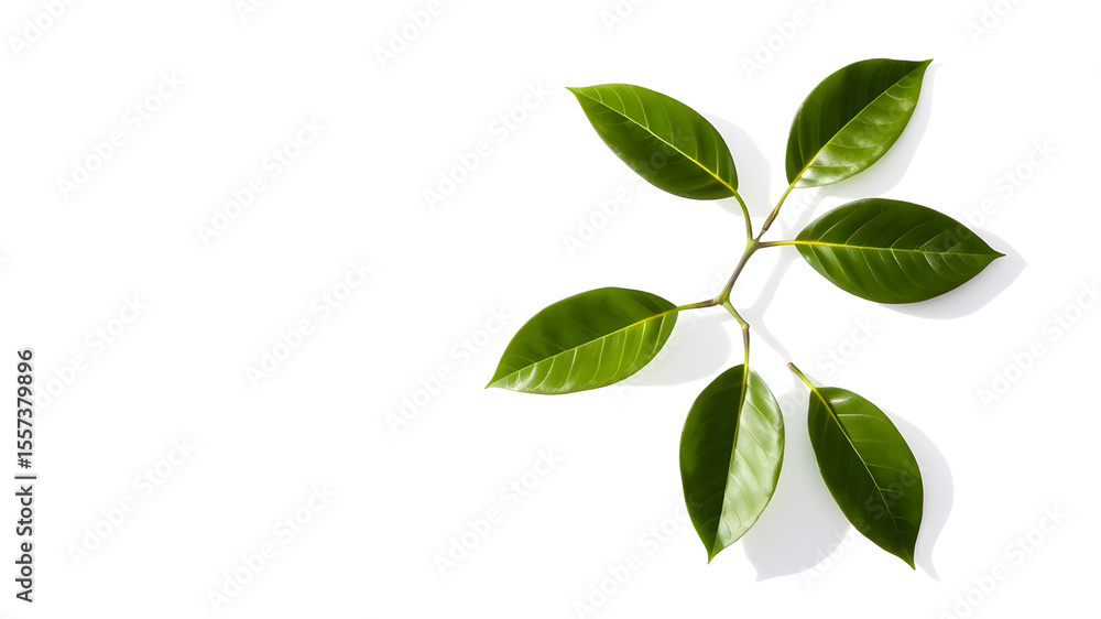 Naklejka premium Lush Green Leaves Branch Isolated on White Background Bright Sunlight Shadow Minimalist Nature Photography