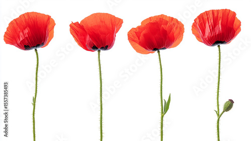 Vibrant Red Poppies A Collection of Four Stunning Floral Images
