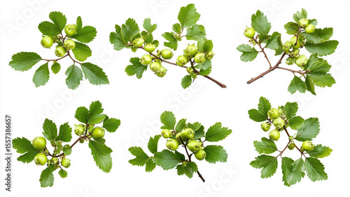 Collection of Hawthorn Branches with Green Berries and Leaves High-Resolution Stock Photos