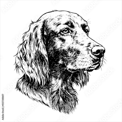 head irish setter dog pet portrait engraving intricate retro hand drawn style line art black and white vector illustration, isolated on white background