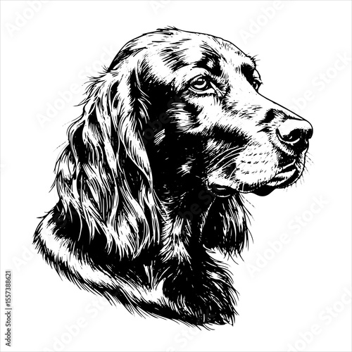 head irish setter dog pet portrait engraving intricate retro hand drawn style line art black and white vector illustration, isolated on white background