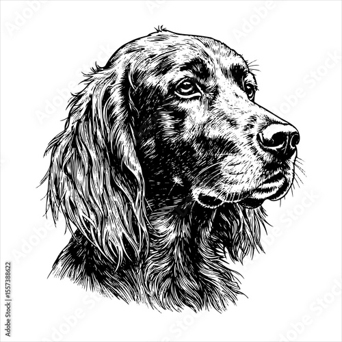 head irish setter dog pet portrait engraving intricate retro hand drawn style line art black and white vector illustration, isolated on white background