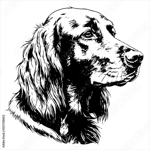 head irish setter dog pet portrait engraving intricate retro hand drawn style line art black and white vector illustration, isolated on white background
