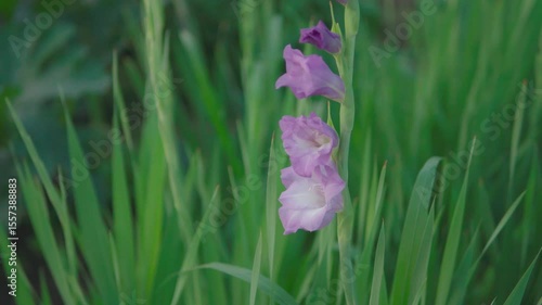 満開のグラジオラス