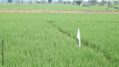 A white flag made from a plastic bag as a land marker