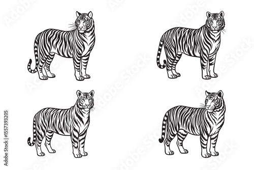 tiger standing isolated on a white background, wild animal safari wildlife