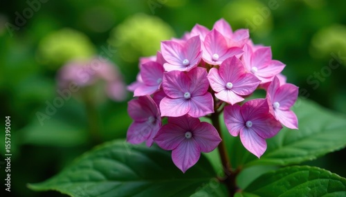 Single oakleaf hydrangea bloom, lush green foliage, ample copy space , floral photography, summer, close-up