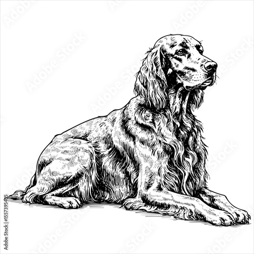  irish setter dog pet portrait engraving intricate retro hand drawn style line art black and white vector illustration, isolated on white background