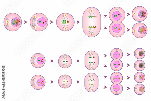 diagram of stages of meiosis