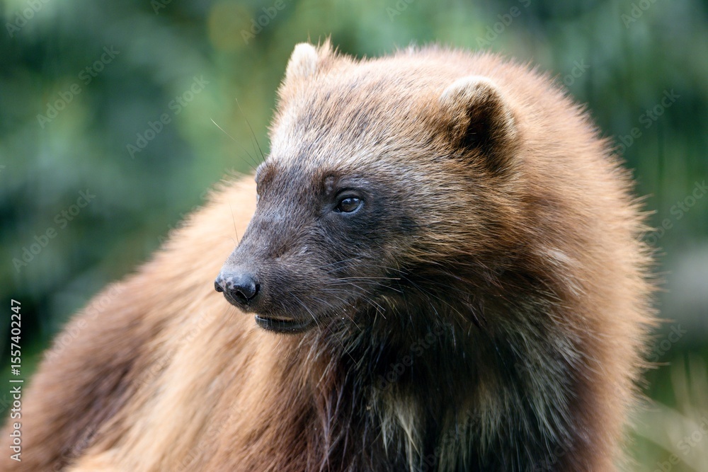 Fototapeta premium wolverine