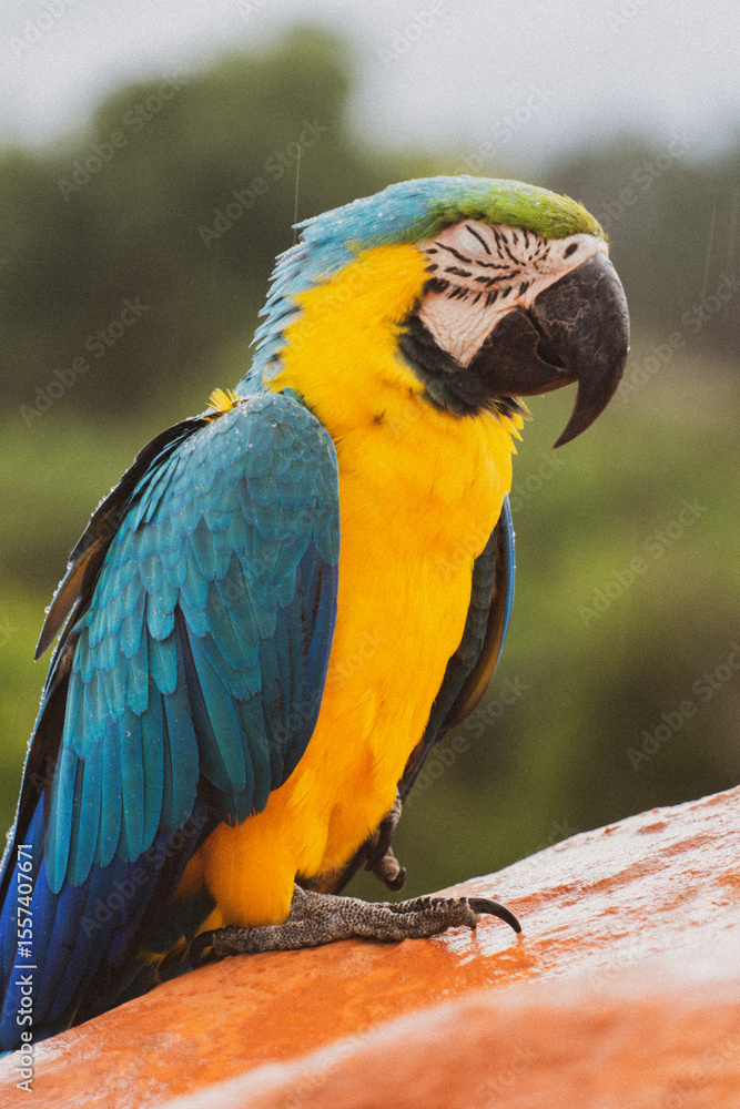 Obraz premium Perroquet jaune et bleu