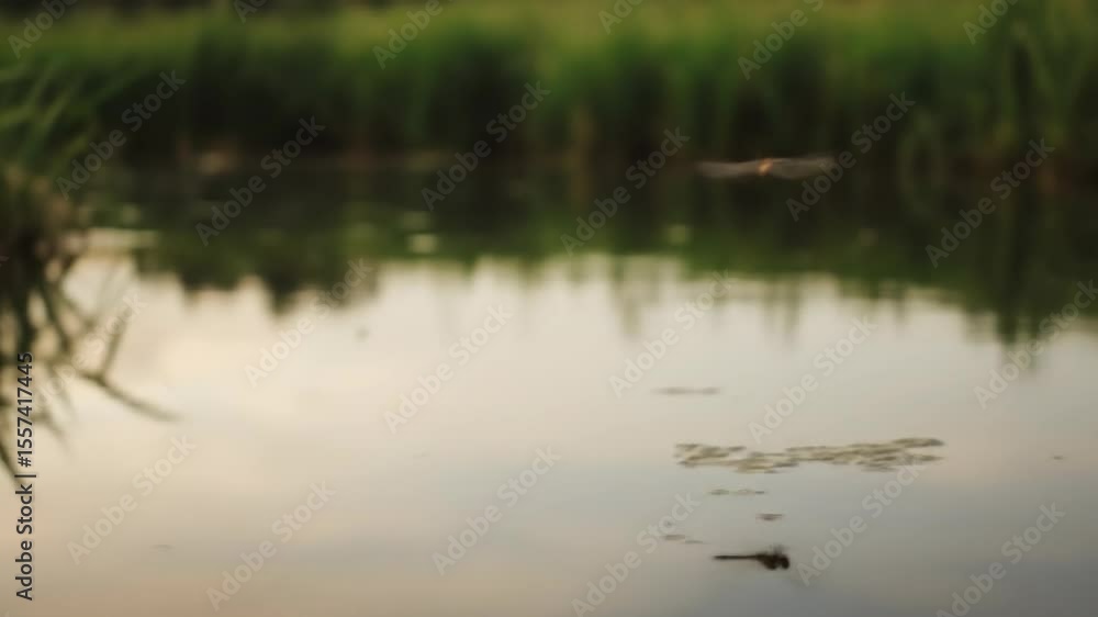 Dragonfly Flying Above Pond Reflecting in Water Dragonfly Flying Above Pond Reflecting in Water