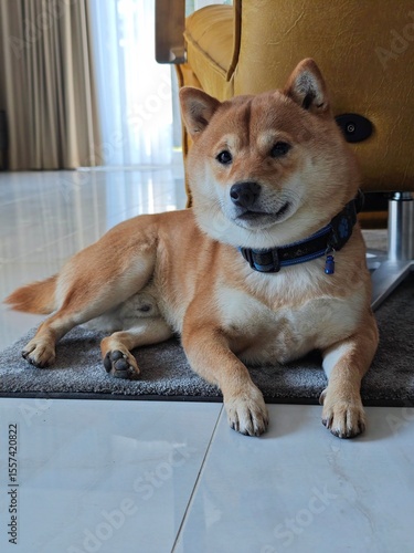 Cute Shiba Inu Lying on Rug in Living Room