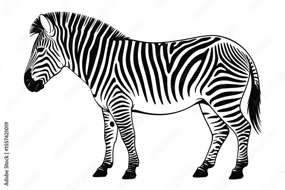Fototapeta premium Black and White Zebra Illustration on White Background