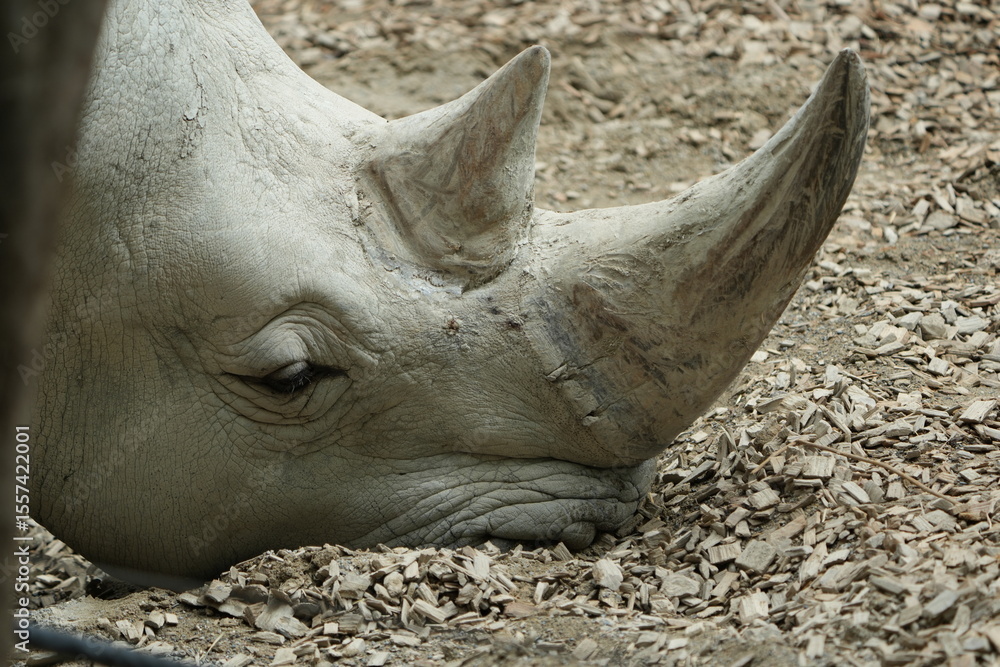 Fototapeta premium close up of a rhino in captivity, headshot, close up of a white rhino - southern white rhinoceros Ceratotherium simum simum