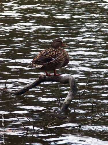 Female Mallard Duck Standing on Branch Over Water