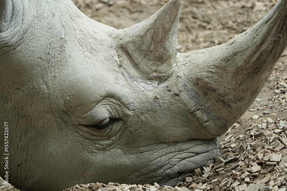 Fototapeta premium close up of a rhino in captivity, headshot, close up of a white rhino - southern white rhinoceros Ceratotherium simum simum
