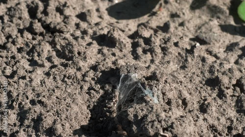 Spider and web on ground