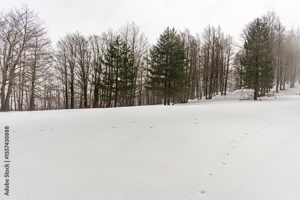 Orme di cane su una distesa di neve in montagna con alberi sullo sfondo Orme di cane su una distesa di neve in montagna con alberi sullo sfondo