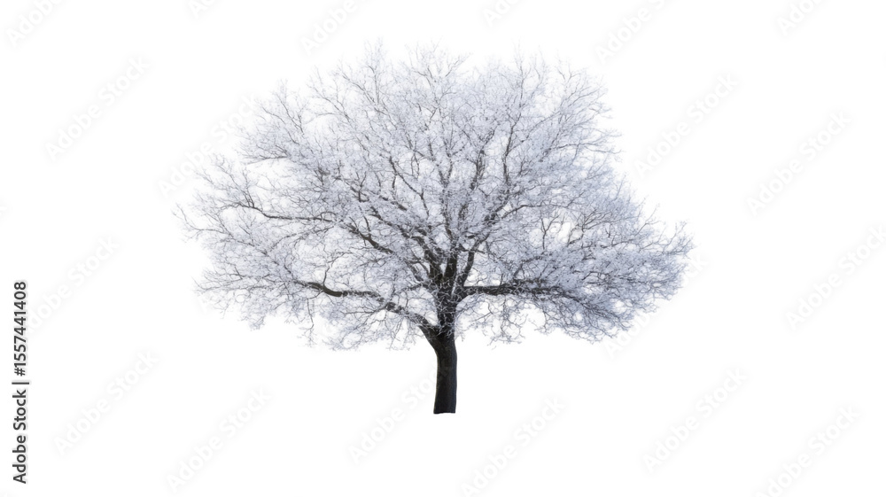 Obraz premium Single green tree with foliage isolated on white background