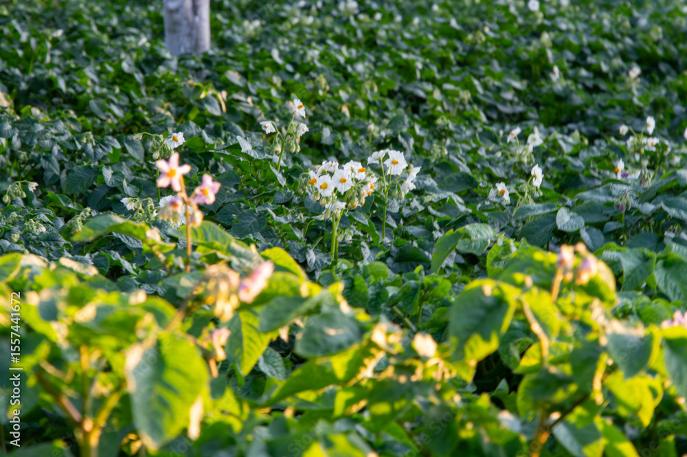 Obraz premium Blooms of potato flowers emerge among lush green leaves in a vibrant field during the warm days of early summer