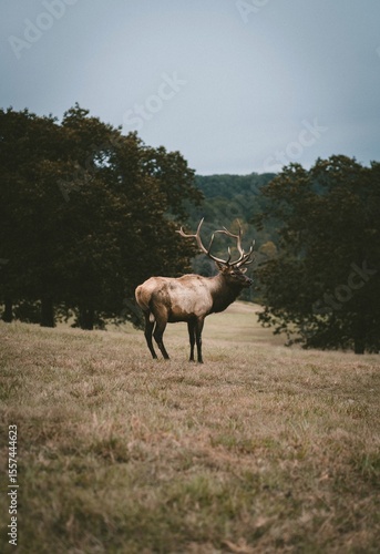 Bull Elk Standing in Meadow with Antlers Silhouetted Against Forest Background