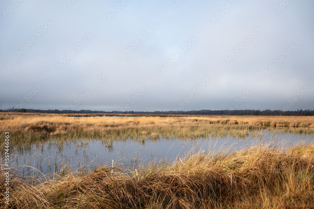 swamp swamp