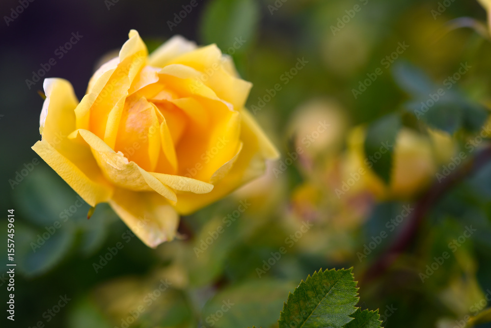 A yellow rose bush. A large yellow rose flower. A yellow rose bush. A large yellow rose flower.