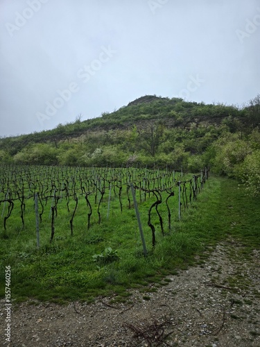 Weinberg