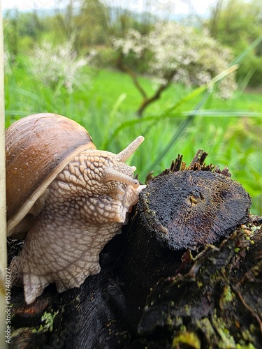 schnecke